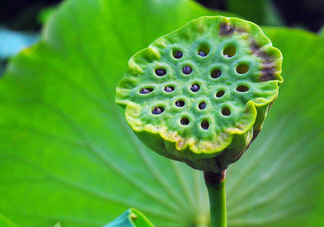 蓮蓬是荷花的什么？蓮蓬是什么意思？