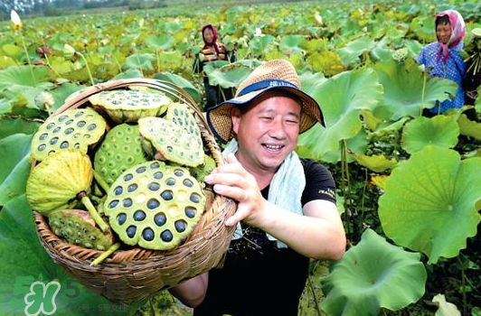 蓮蓬不能和什么同吃？蓮蓬和什么相克？