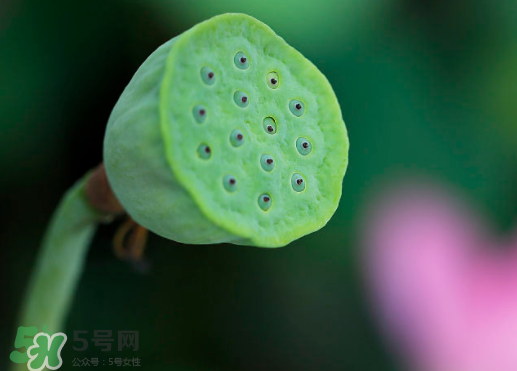 蓮蓬可以放多久？蓮蓬可以放冰箱嗎？