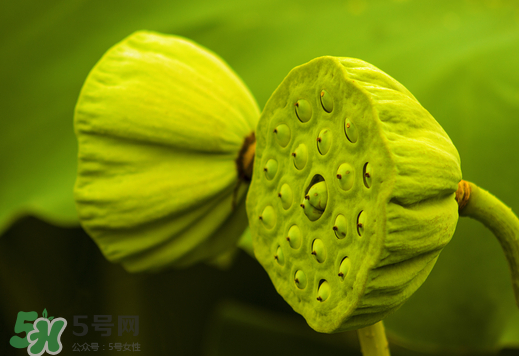 蓮蓬可以放多久？蓮蓬可以放冰箱嗎？