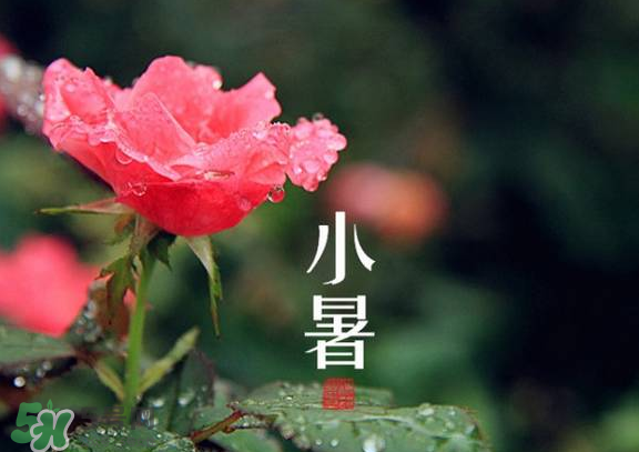 小暑是入伏嗎？小暑是不是入伏？