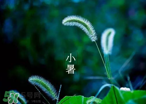 小暑是頭伏嗎？小暑是初伏嗎？