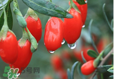 枸杞鮮果怎么保存？枸杞鮮果保鮮期有多久