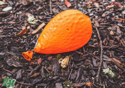 笑氣會(huì)上癮嗎？笑氣的危害