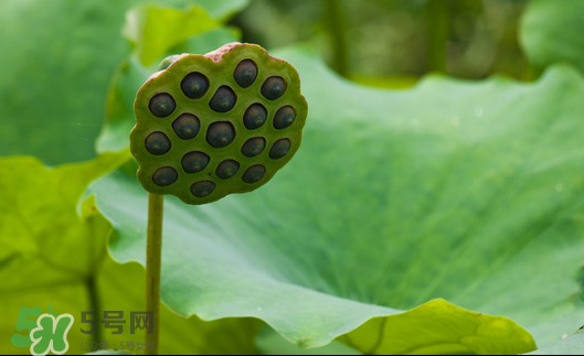 蓮蓬是荷花的什么？蓮蓬是什么意思？