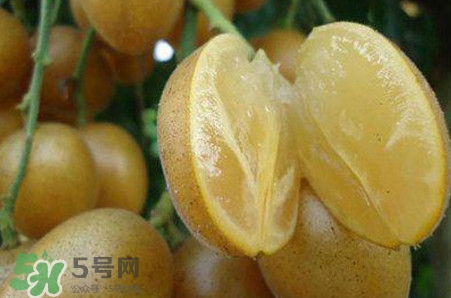 黃皮果品種有哪些？黃皮果哪個品種好吃