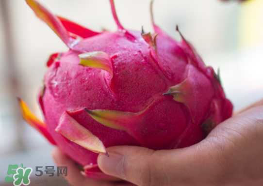 紅心火龍果什么時候成熟？紅心火龍果什么季節(jié)有？