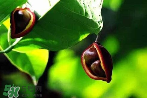 孕婦能吃蘋婆嗎？孕婦吃蘋婆對胎兒好嗎