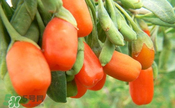 枸杞鮮果怎么保存？枸杞鮮果保鮮期有多久