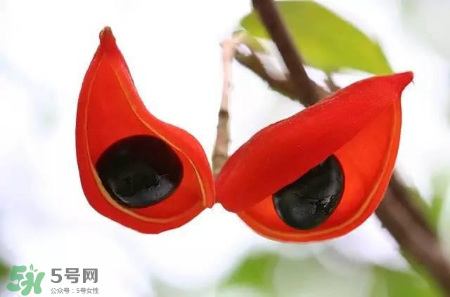 孕婦能吃蘋婆嗎？孕婦吃蘋婆對胎兒好嗎