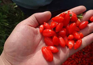 枸杞鮮果屬水果嗎？枸杞鮮果什么味道