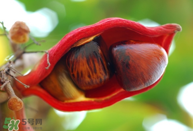 蘋(píng)婆怎么吃？蘋(píng)婆的功效與作用