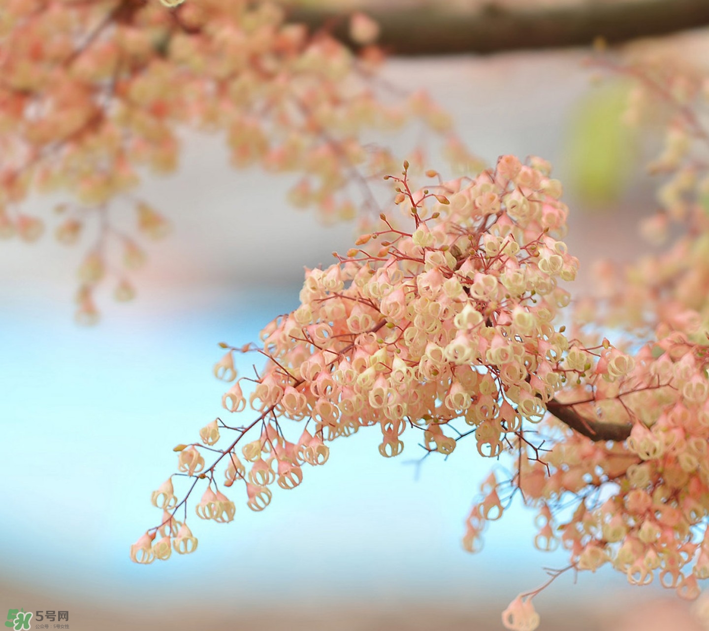 孕婦能吃蘋婆嗎？孕婦吃蘋婆對胎兒好嗎