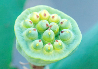 蓮蓬可以放多久？蓮蓬可以放冰箱嗎？