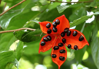 蘋婆怎么吃？蘋婆的功效與作用