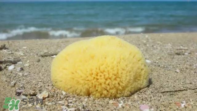 Rosenfeld海綿好用嗎？Rosenfeld海綿怎么樣？