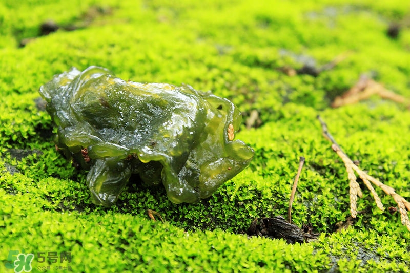 地耳菜怎么做好吃？地耳菜的做法大全