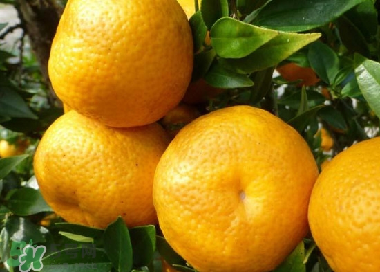 橘子什么時(shí)候成熟？橘子什么時(shí)候吃最好