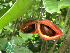 蘋(píng)婆怎么吃？蘋(píng)婆的功效與作用