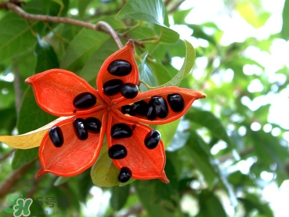 假蘋(píng)婆能吃嗎？假蘋(píng)婆怎么吃？