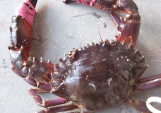 石夾紅是青蟹嗎？青蟹和石夾紅螃蟹的區(qū)別