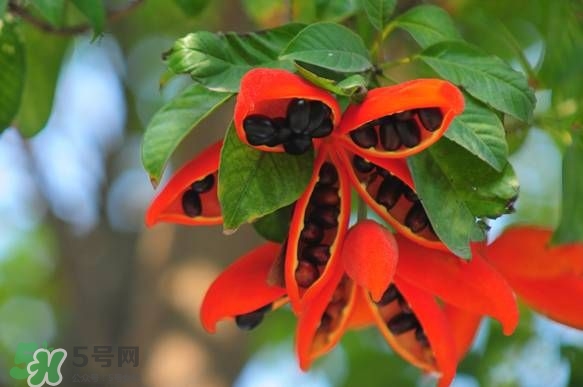 假蘋(píng)婆能吃嗎？假蘋(píng)婆怎么吃？