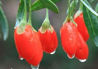 新鮮枸杞多少錢一斤？2017枸杞鮮果價格