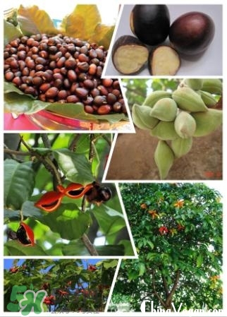 蘋(píng)婆怎么吃？蘋(píng)婆的功效與作用