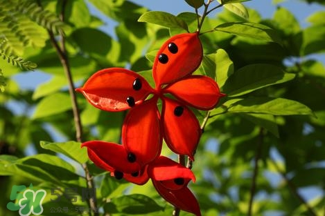 假蘋(píng)婆能吃嗎？假蘋(píng)婆怎么吃？