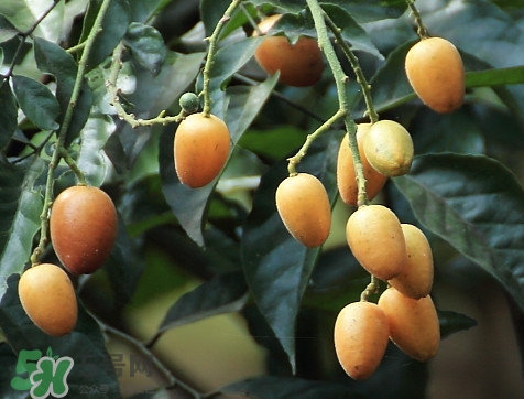 黃皮果品種有哪些？黃皮果哪個品種好吃