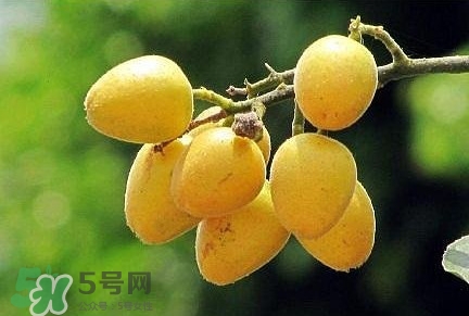 黃皮果品種有哪些？黃皮果哪個品種好吃