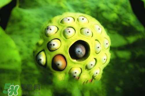 蓮蓬什么味道？蓮蓬好吃嗎？