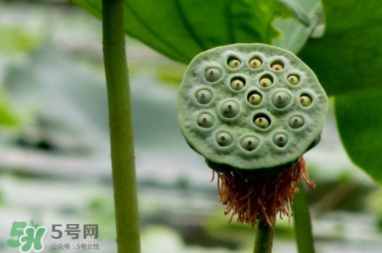 蓮蓬和蓮藕一樣嗎？蓮蓬和蓮藕的區(qū)別