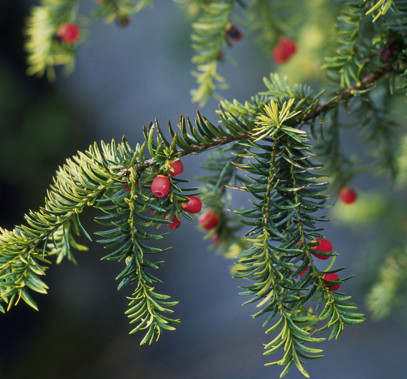紅豆杉有毒嗎？紅豆杉是否可以直接食用