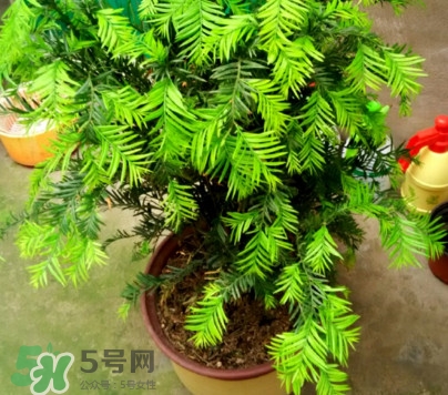 紅豆杉怎么養(yǎng)植？紅豆杉的養(yǎng)殖方法和注意事項