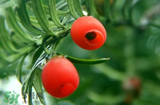 紅豆杉的果實(shí)能吃嗎？紅豆杉都有那些品種？