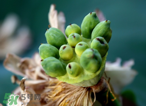 新鮮蓮蓬孕婦能吃嗎？孕婦可以吃新鮮蓮蓬嗎？