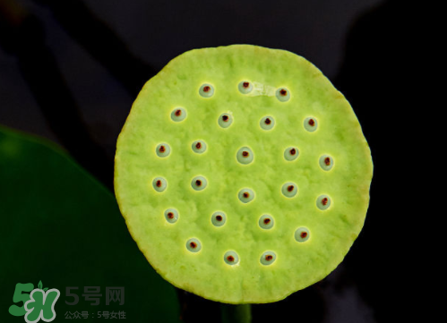 新鮮蓮蓬孕婦能吃嗎？孕婦可以吃新鮮蓮蓬嗎？