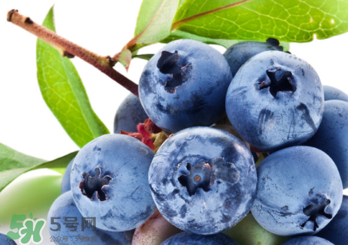 新鮮藍莓可以直接吃嗎？新鮮藍莓怎么吃才好吃？