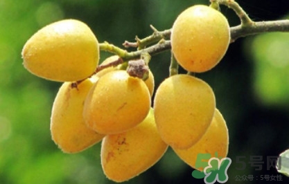 黃皮果可以和香蕉一起吃嗎？黃皮果的食用禁忌有哪些