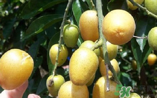 黃皮果核可以種嗎？黃皮果核可以吃嗎