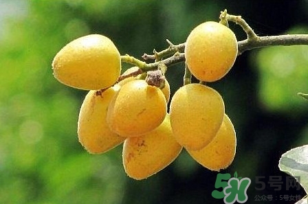 孕婦可以吃黃皮嗎？孕婦吃黃皮有什么好處