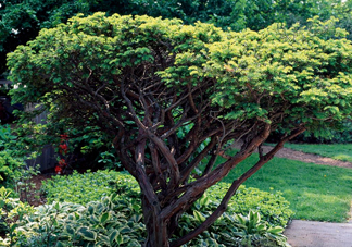 紅豆杉是什么？紅豆杉是裸子植物還是被子植物