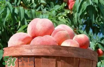 脆桃和軟桃哪個(gè)好吃？脆桃跟軟桃有什么區(qū)別？