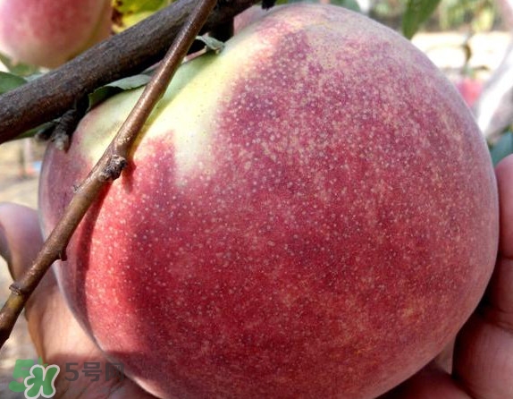 脆桃有什么營(yíng)養(yǎng)？脆桃的營(yíng)養(yǎng)價(jià)值