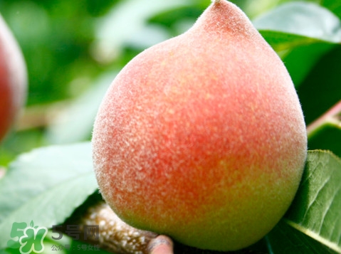 脆桃是什么品種？脆桃什么時候上市
