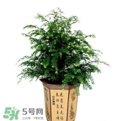 紅豆杉葉子干枯要怎么做？紅豆杉枯萎救治方法