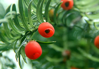 紅豆杉的果實(shí)能吃嗎？紅豆杉都有那些品種？