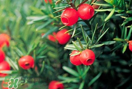 紅豆杉的果實(shí)能吃嗎？紅豆杉都有那些品種？