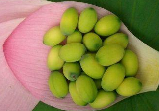 蓮蓬子中間的芯能吃嗎？蓮蓬子的功效與作用